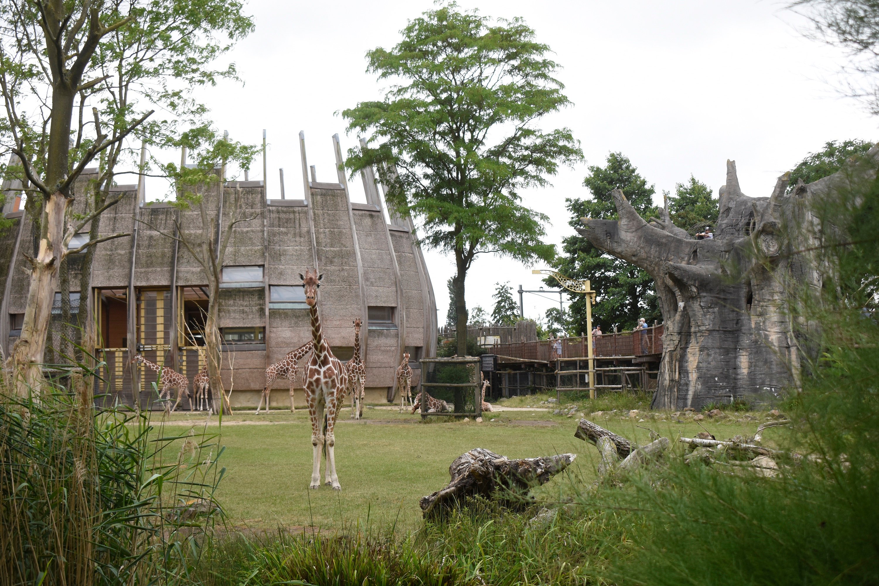 Giraffen op de savanne van Diergaarde Blijdorp.