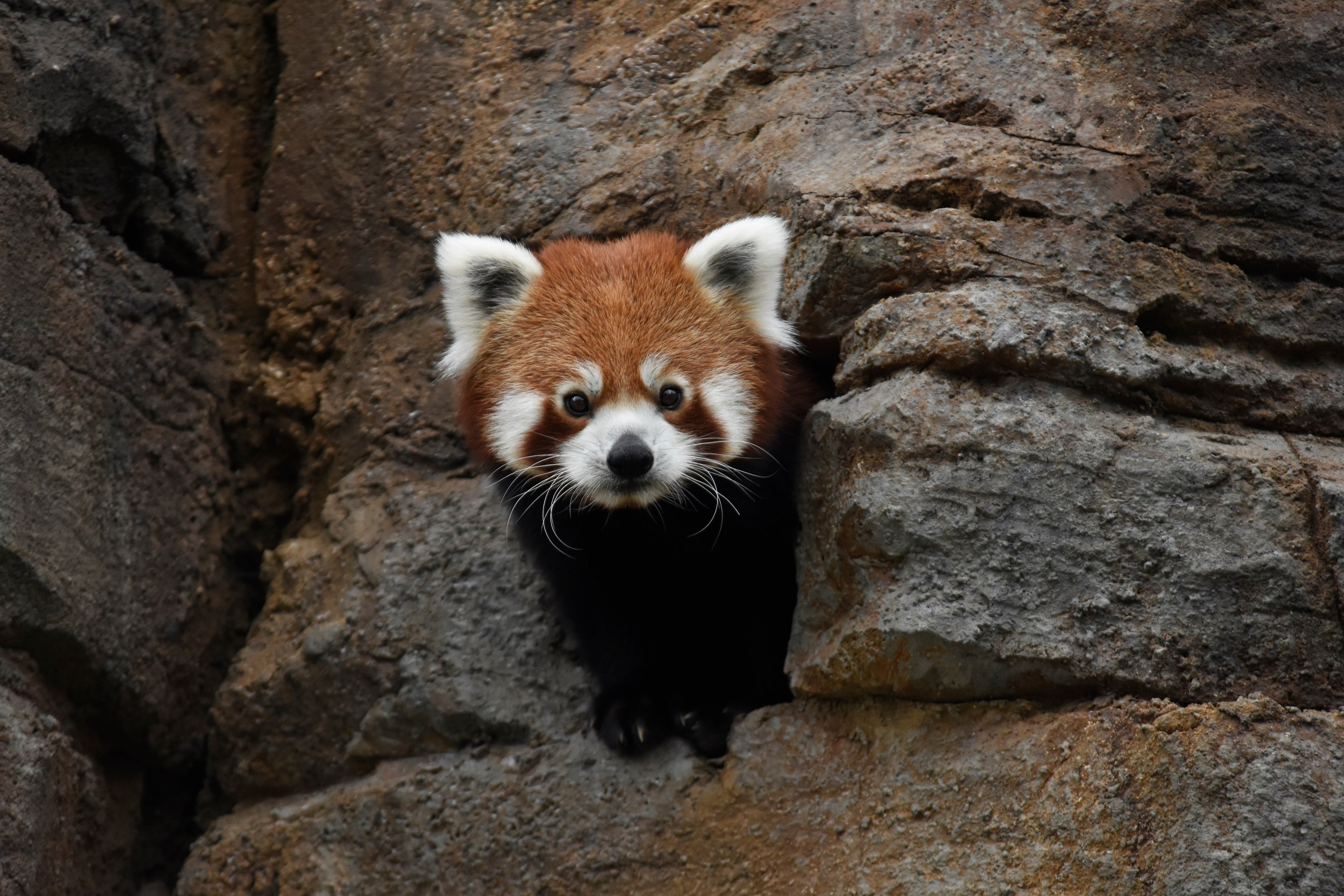 Een rode panda kijkt uit een rotsspleet.